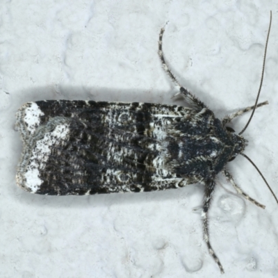 Agrotis porphyricollis (Variable Cutworm) at Ainslie, ACT - 10 Nov 2023 by jb2602