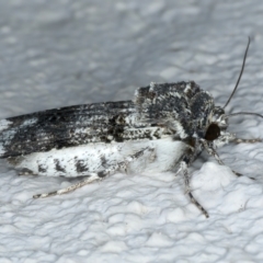 Agrotis porphyricollis at Ainslie, ACT - 10 Nov 2023 09:20 PM