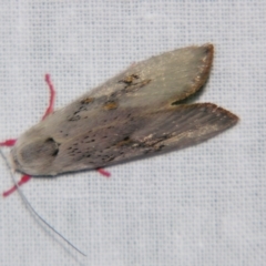 Brachybelistis pentachroa (A Gelechioid moth (Xyloryctidae)) at Sheldon, QLD - 7 Dec 2007 by PJH123