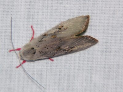 Brachybelistis pentachroa (A Gelechioid moth (Xyloryctidae)) at Sheldon, QLD - 7 Dec 2007 by PJH123