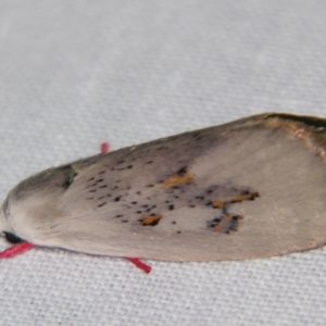 Brachybelistis pentachroa at suppressed - suppressed