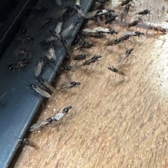 Camponotus sp. (genus) at Coogee, NSW - 1 Dec 2023 11:48 AM