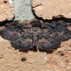 Pholodes sinistraria (Sinister or Frilled Bark Moth) at Pollinator-friendly garden Conder - 29 Sep 2023 by michaelb