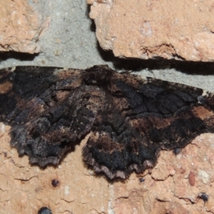 Pholodes sinistraria at Pollinator-friendly garden Conder - 29 Sep 2023