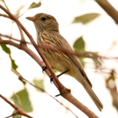 Pachycephala rufiventris (Rufous Whistler) at Woodstock Nature Reserve - 1 Dec 2023 by Thurstan