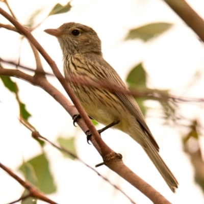 Pachycephala rufiventris (Rufous Whistler) at Woodstock Nature Reserve - 1 Dec 2023 by Thurstan