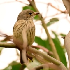 Pachycephala rufiventris at Woodstock Nature Reserve - 1 Dec 2023 10:24 AM