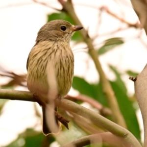 Pachycephala rufiventris at Woodstock Nature Reserve - 1 Dec 2023