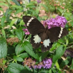 Papilio aegeus (Orchard Swallowtail, Large Citrus Butterfly) at Holder, ACT - 1 Dec 2023 by Miranda