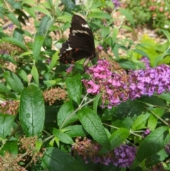 Papilio aegeus at Holder, ACT - 1 Dec 2023 12:11 PM