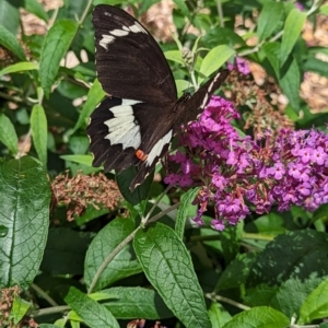 Papilio aegeus at Holder, ACT - 1 Dec 2023 12:11 PM