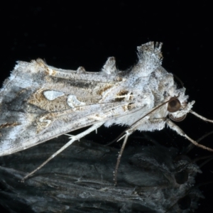Chrysodeixis argentifera at Ainslie, ACT - 10 Nov 2023