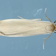 Palaeosia undescribed species at Ainslie, ACT - 10 Nov 2023