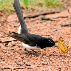 Rhipidura leucophrys (Willie Wagtail) at Lake Ginninderra - 29 Nov 2023 by Thurstan