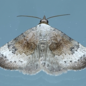 Mataeomera mesotaenia at Ainslie, ACT - 10 Nov 2023