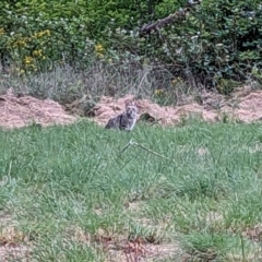 Felis catus at Tharwa, ACT - 1 Dec 2023