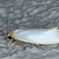 Xylorycta assimilis (A Xyloryctid moth) at Ainslie, ACT - 10 Nov 2023 by jb2602