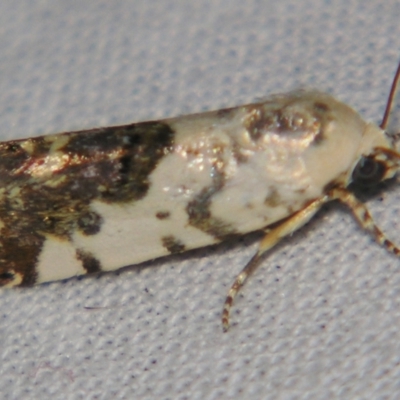 Unidentified Noctuoid moth (except Arctiinae) at Bolivia, NSW - 5 Apr 2007 by PJH123