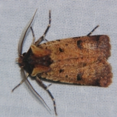 Agrotis porphyricollis (Variable Cutworm) at Bolivia, NSW - 6 Apr 2007 by PJH123