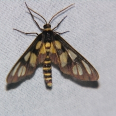 Unidentified Tiger moth (Arctiinae) at Bolivia, NSW - 5 Apr 2007 by PJH123