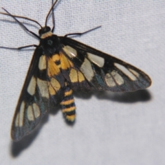 Amata (genus) (Handmaiden Moth) at Bolivia, NSW - 5 Apr 2007 by PJH123