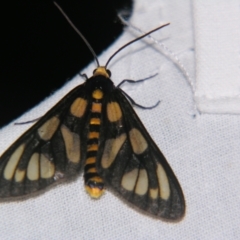 Amata (genus) (Handmaiden Moth) at Bolivia, NSW - 5 Apr 2007 by PJH123