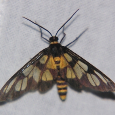 Unidentified Tiger moth (Arctiinae) at Bolivia, NSW - 6 Apr 2007 by PJH123
