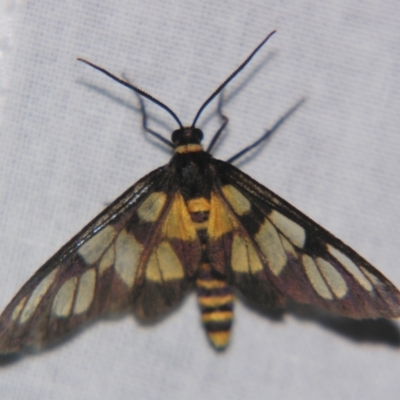 Amata (genus) (Handmaiden Moth) at Bolivia, NSW - 6 Apr 2007 by PJH123