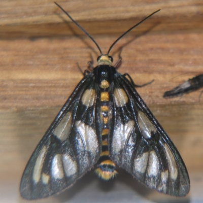 Amata (genus) (Handmaiden Moth) at Bolivia, NSW - 6 Apr 2007 by PJH123