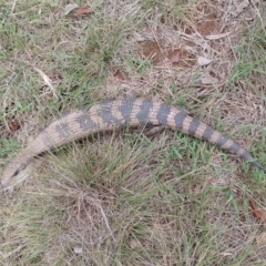 Tiliqua scincoides scincoides (Eastern Blue-tongue) at Symonston, ACT - 1 Dec 2023 by CallumBraeRuralProperty