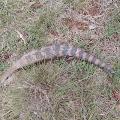 Tiliqua scincoides scincoides (Eastern Blue-tongue) at Symonston, ACT - 1 Dec 2023 by CallumBraeRuralProperty