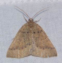 Unidentified Geometer moth (Geometridae) at Bolivia, NSW - 5 Apr 2007 by PJH123