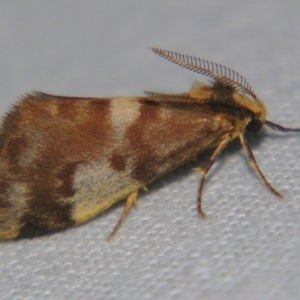 Anestia semiochrea at Bolivia, NSW - suppressed
