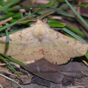 Anthela acuta at Bolivia, NSW - suppressed