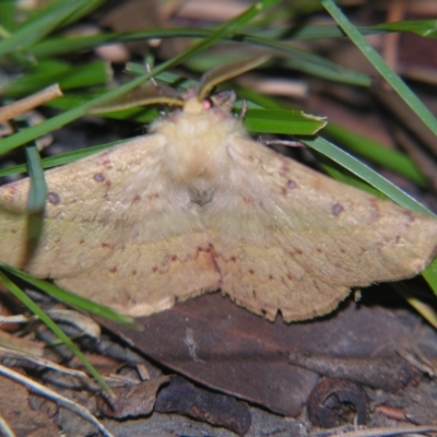 Unidentified Anthelid moth (Anthelidae) at Bolivia, NSW - 5 Apr 2007 by PJH123