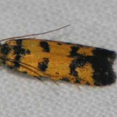 Ardozyga thermochroa (A Gelechioid moth) at Bolivia, NSW - 5 Apr 2007 by PJH123