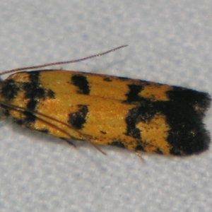 Ardozyga thermochroa at Bolivia, NSW - suppressed