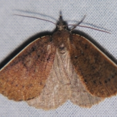 Unidentified Geometer moth (Geometridae) at Bolivia, NSW - 5 Apr 2007 by PJH123