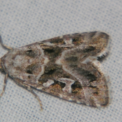Chaograptis crystallodes (A Noctuid moth (Acontiinae) at Bolivia, NSW - 5 Apr 2007 by PJH123