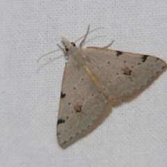 Dichromodes estigmaria (Pale Grey Heath Moth) at Bolivia, NSW - 5 Apr 2007 by PJH123