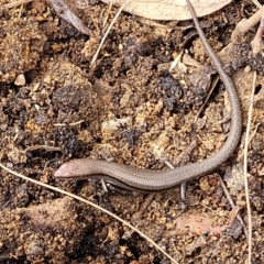 Lampropholis delicata (Delicate Skink) at Kaleen, ACT - 1 Dec 2023 by trevorpreston