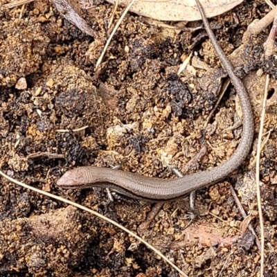 Lampropholis delicata (Delicate Skink) at Lyneham Ridge - 1 Dec 2023 by trevorpreston