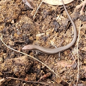 Lampropholis delicata at O'Connor Ridge to Gungahlin Grasslands - 1 Dec 2023 01:03 PM