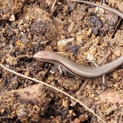 Lampropholis delicata at O'Connor Ridge to Gungahlin Grasslands - 1 Dec 2023 01:03 PM