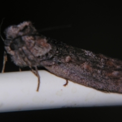 Unidentified Noctuoid moth (except Arctiinae) by PJH123