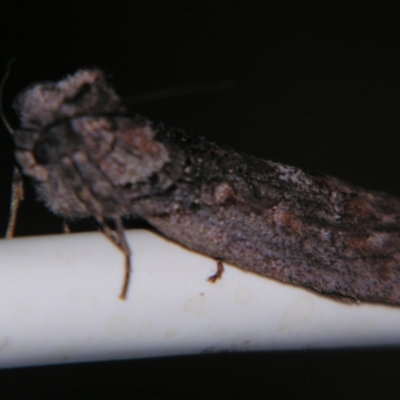 Unidentified Noctuoid moth (except Arctiinae) by PJH123