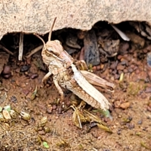 Oedaleus australis at O'Connor Ridge to Gungahlin Grasslands - 1 Dec 2023 01:00 PM