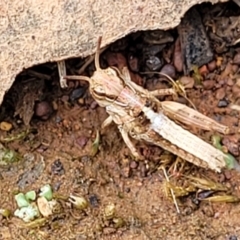 Oedaleus australis at O'Connor Ridge to Gungahlin Grasslands - 1 Dec 2023 01:00 PM