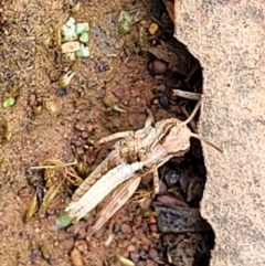 Oedaleus australis at O'Connor Ridge to Gungahlin Grasslands - 1 Dec 2023 01:00 PM