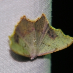 Unidentified Geometer moth (Geometridae) at Bolivia, NSW - 5 Apr 2007 by PJH123